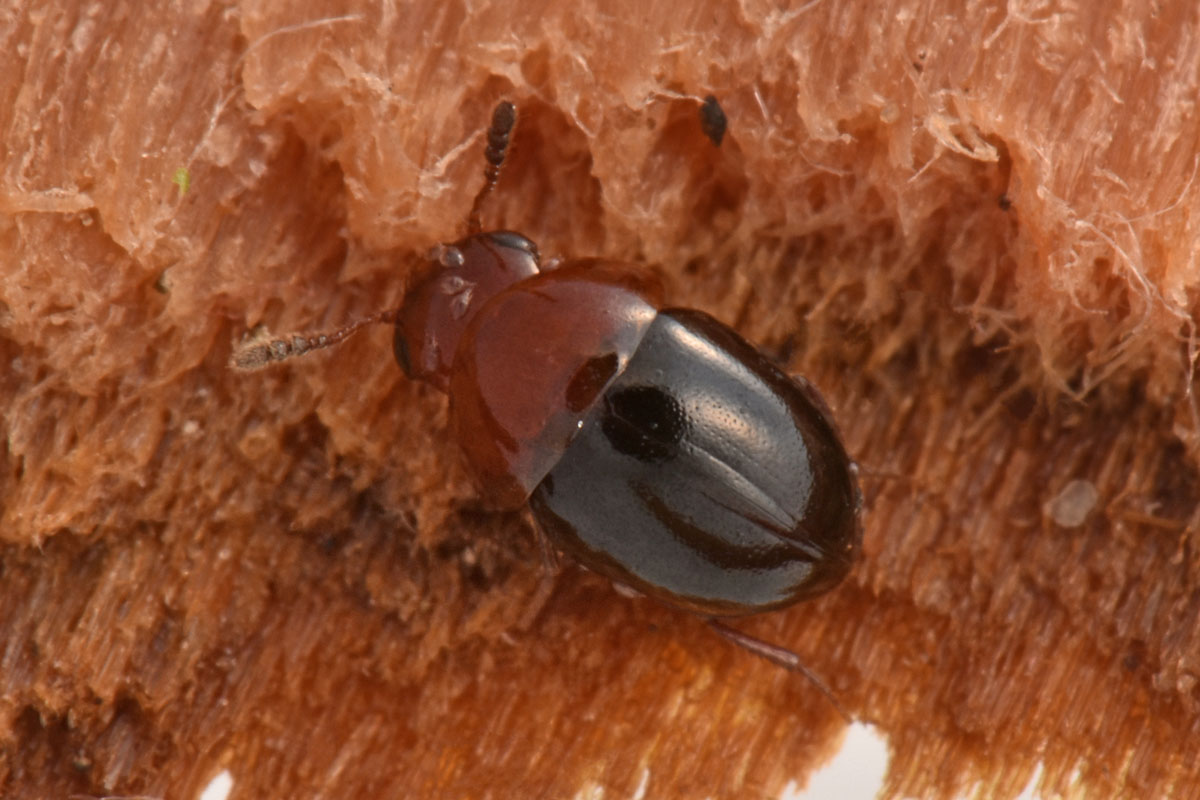 Leiodidae: Agathidium sp?  S, Agathidium (Neoceble) nigripenne